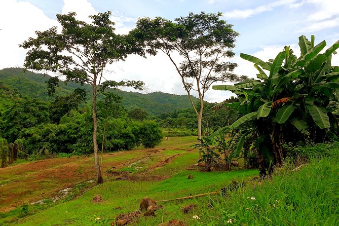1 Day Trekking Group Tour With Bamboo Cooking / Chiang Rai - Jungle plants, animals, and a lesson in the countryside