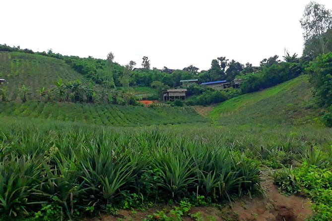 1 Day Trekking Group Tour With Bamboo Cooking / Chiang Rai - The first climb rewards steady legs