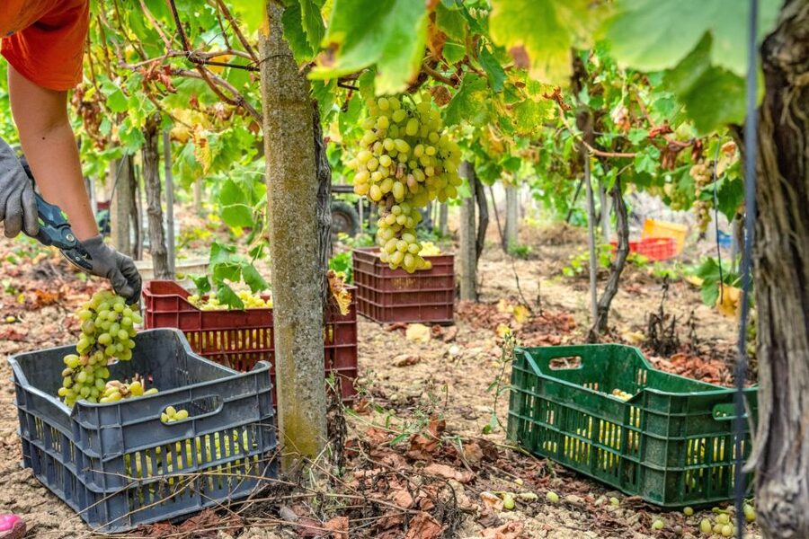 11 Course Lunch, Wine Tasting & Cooking Mastery in Rhodes - Cooking with a local chef