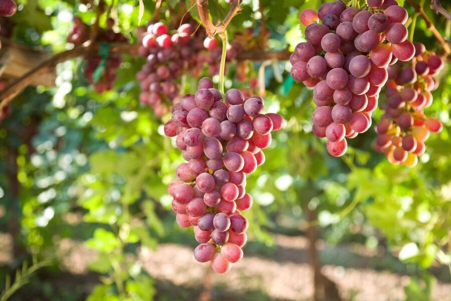 11 Course Lunch, Wine Tasting & Cooking Mastery in Rhodes - Is $160 per person good value?