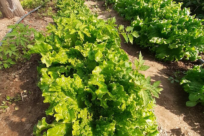 5 Hours Private Cooking Classes in Langadas Thessalonikis - Who will enjoy Agnifarm most?