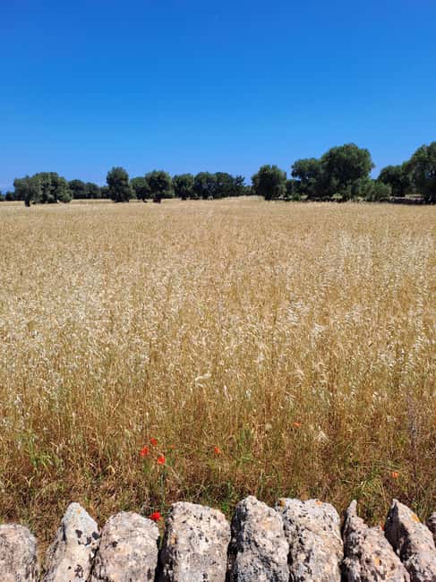 Alberobello: e-bike tour and orecchiette class - Starting among Alberobello’s trulli
