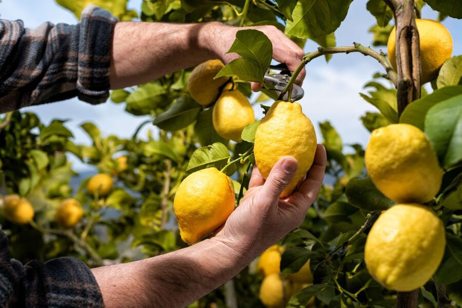 Amalfi: Cooking Class and Farmhouse Visit With Meal - A hands-on class with antipasti and gnocchi