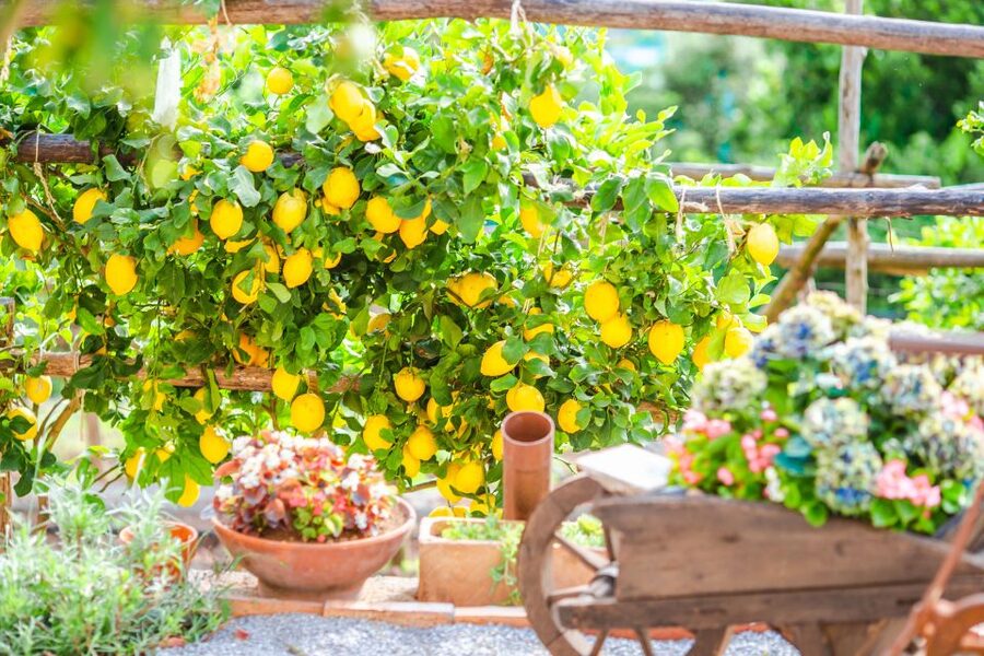 Amalfi: Cooking Class and Farmhouse Visit With Meal - Who should book this class