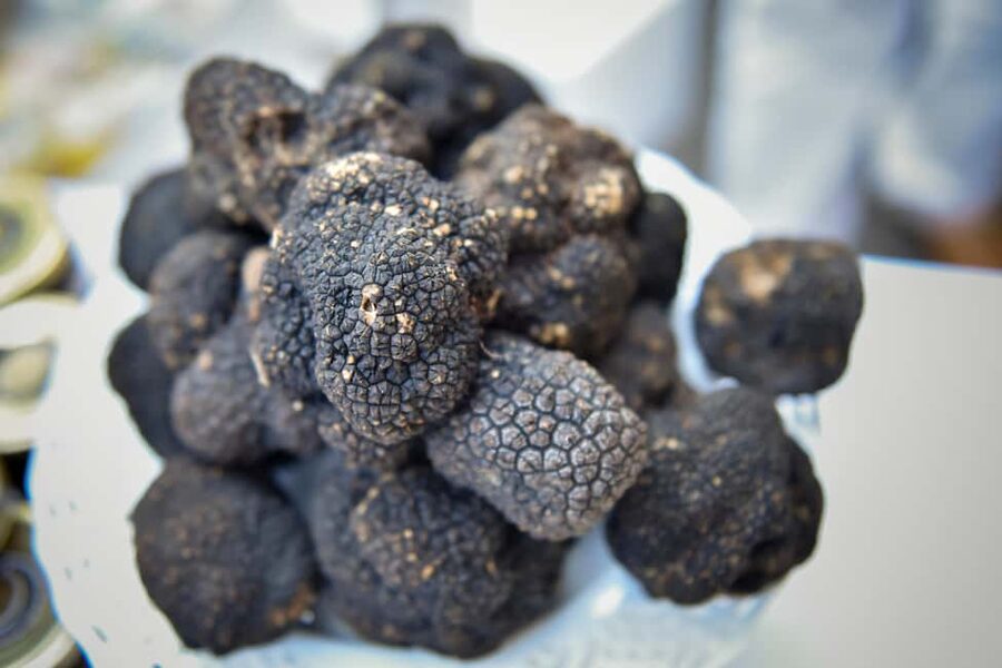 Arezzo: truffle hunting, tasting, and a cooking class with truffles. - Key points to know before booking