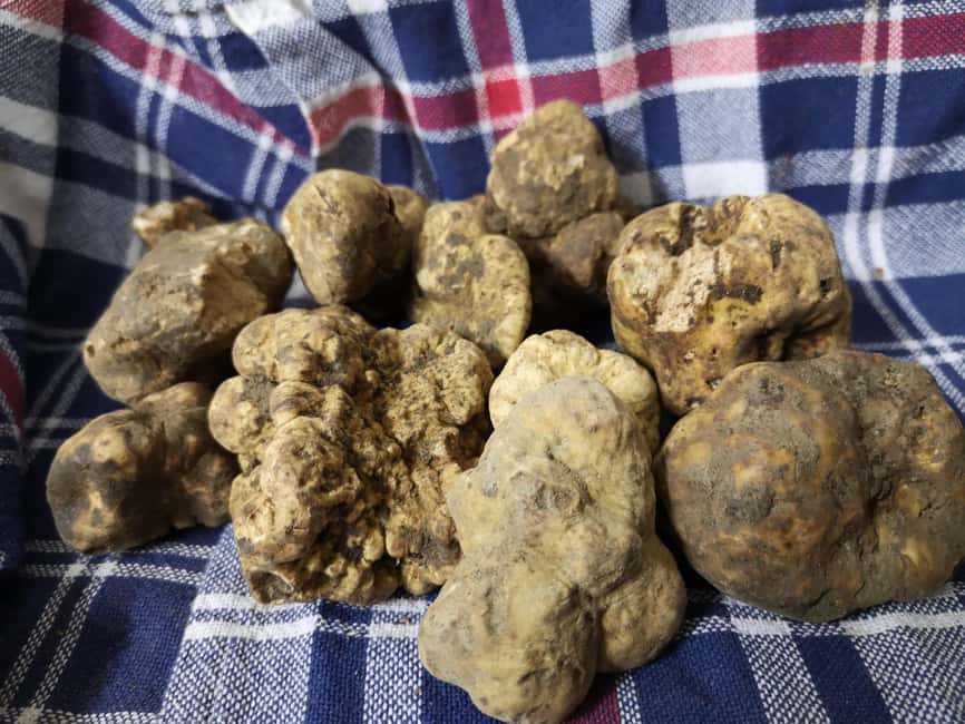 Arezzo: truffle hunting, tasting, and a cooking class with truffles. - Following Dynamo into the Tuscan truffle grounds