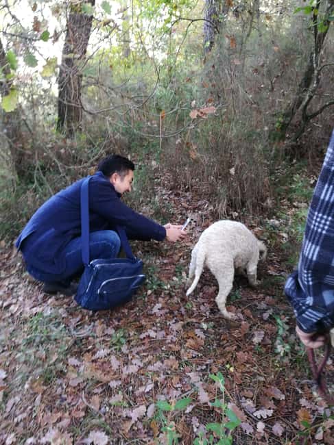 Arezzo: truffle hunting, tasting, and a cooking class with truffles. - Why seasonal timing matters