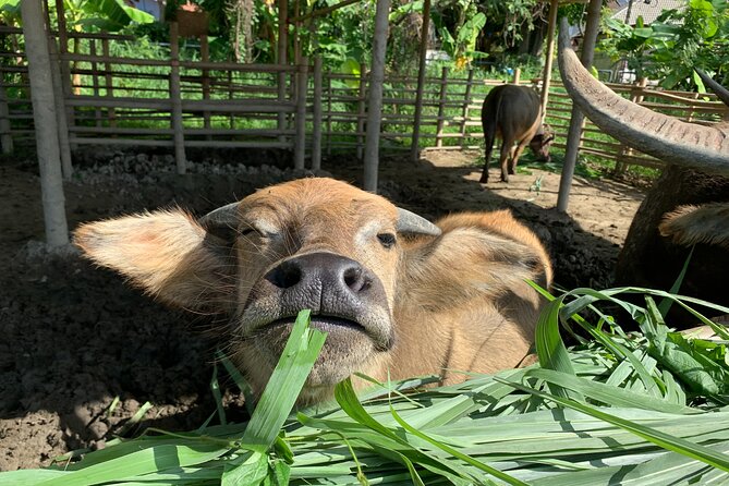 Aroidee’s Farm-Fresh Thai Cooking Experience - Starting at Wat Suan Dok at 8:00 am