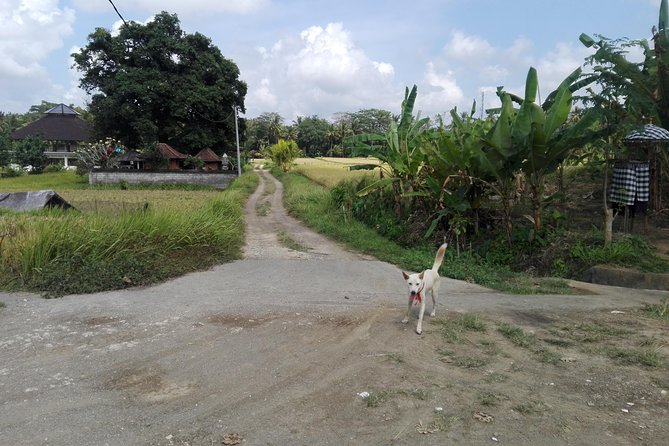 Balinese Cooking Class at Organic Farm - Key points to know
