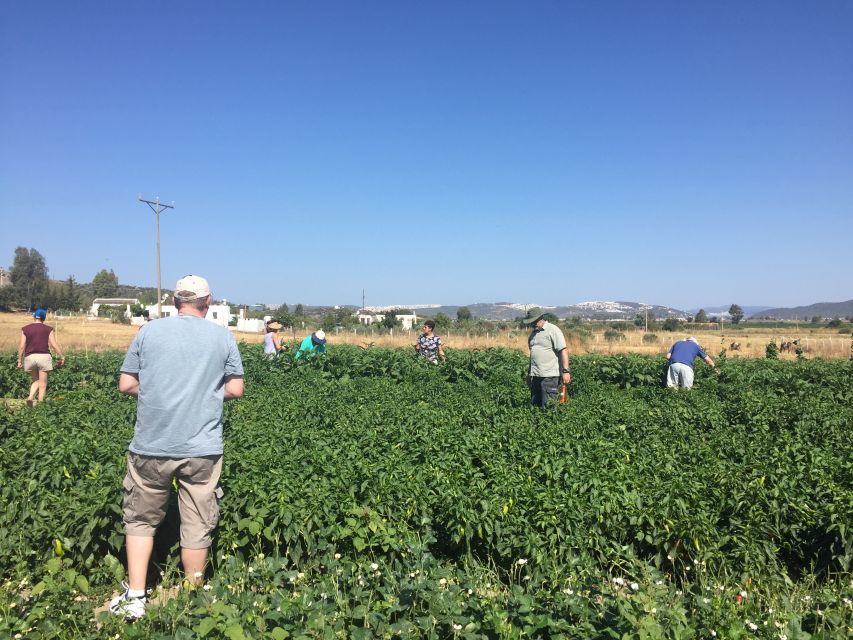 Bodrum: Market Visit and Cooking Class - Pickup, timing, and small details to know
