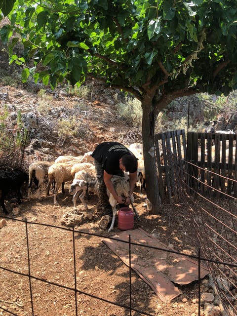 Chania Area: Cooking Class at a Farm in Stylos Village - A farm visit with a meal at its center