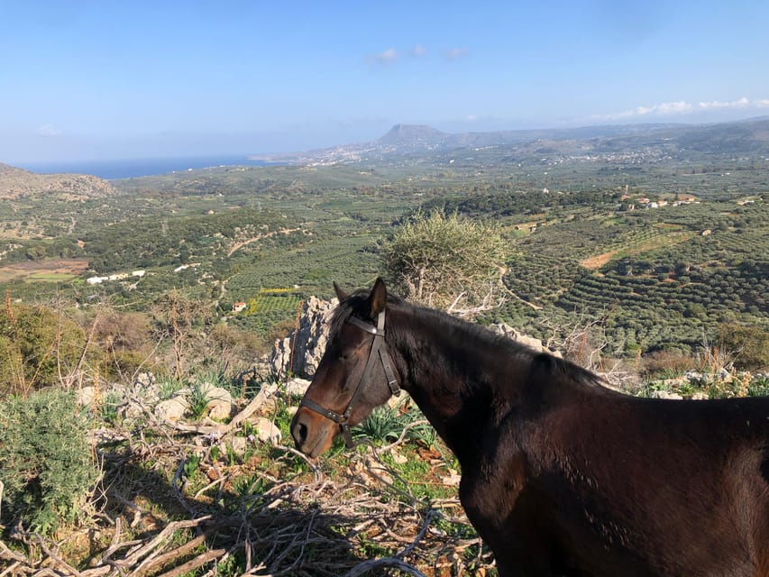 Chania Area: Cooking Class at a Farm in Stylos Village - Who will enjoy this most?