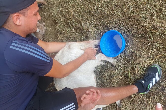 Chania Area: Cooking Class at a Farm in Stylos Village (organic) - Starting with sheep, goats, olives, and the village farm