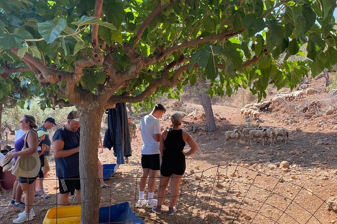Chania Area: Cooking Class at a Farm in Stylos Village (organic) - Cooking Cretan food with Sofia