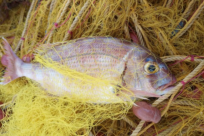 Chania Fishing with Nets Catch and Cook with a Local Fisherman - What the $172.16 price includes