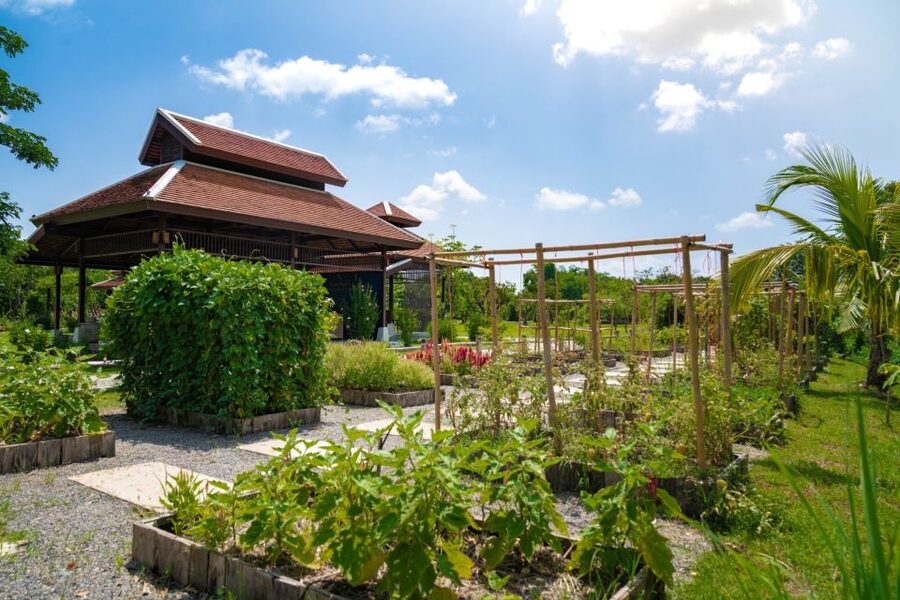 Chiang Mai: Authentic Cooking Class with Market & Farm Visit - Walking the organic farm before cooking