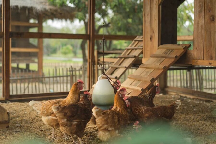 Chiang Mai: Authentic Cooking Class with Market & Farm Visit - Dietary needs and family details