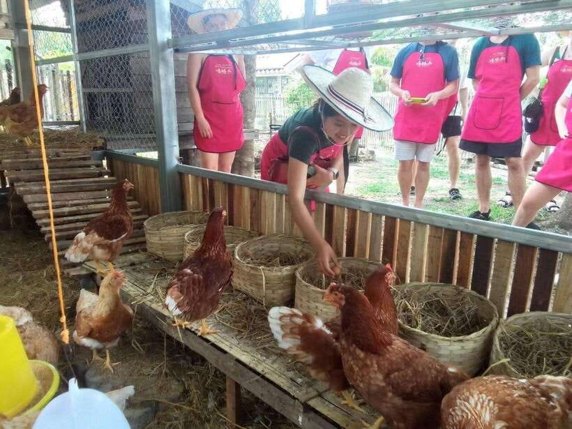 Chiang Mai: Half Day Cooking Class at Organic Farm - Choose your cooking setting carefully