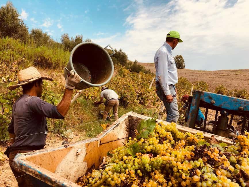 Cooking class: Cooking Sicilian dishes - Is $106 a fair price?