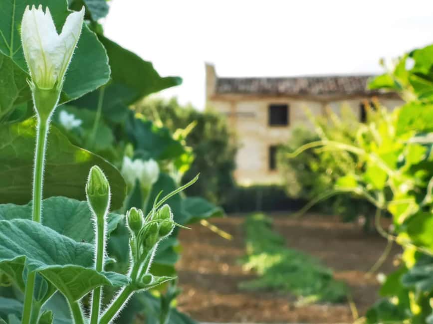 Cooking class: Cooking Sicilian dishes - What to clarify before you go
