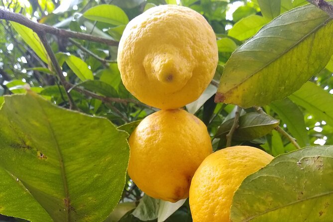 Cooking class in Capri for small groups - Gathering seasonal ingredients among Capri’s lemons