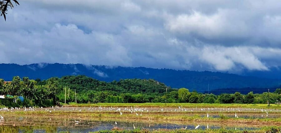 Cultural immersion: Thai cooking, rice farming, eco printing - Who will enjoy this day most