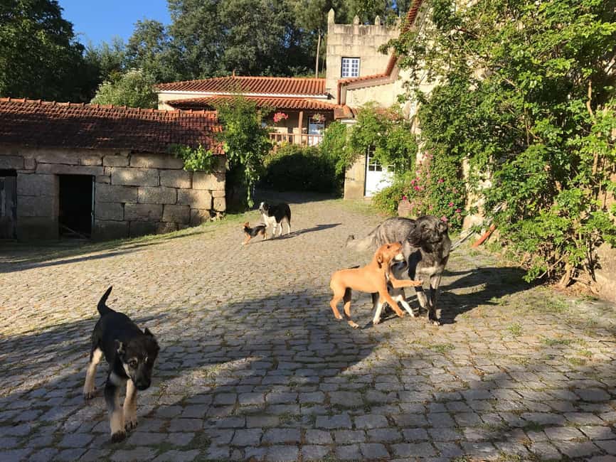 Douro Valley: Traditional Cooking Class, Farm Tour and Lunch - Practical details to plan around