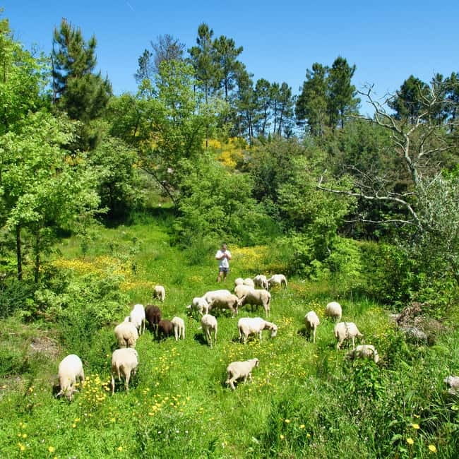 Douro Valley: Traditional Cooking Class, Farm Tour and Lunch - Arriving at Quinta de Louredo near Marco de Canaveses