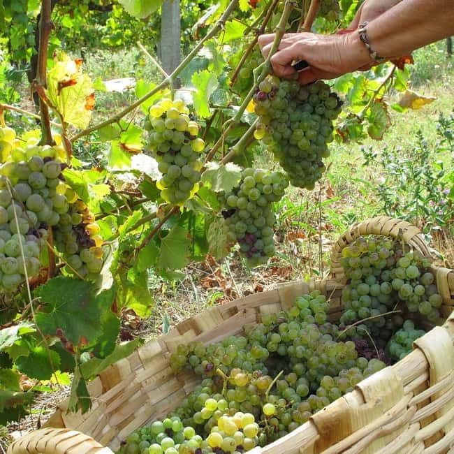 Douro Valley: Traditional Cooking Class, Farm Tour and Lunch - Sitting down to a generous farm lunch