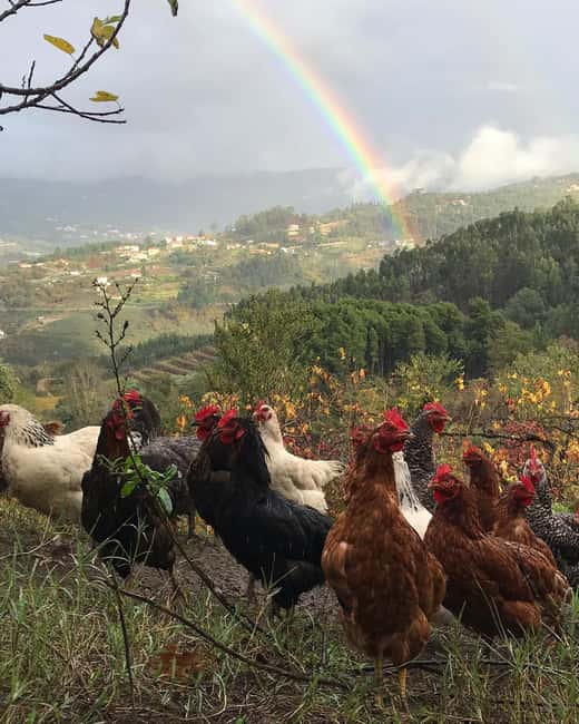 Douro Valley: Traditional Cooking Class, Farm Tour and Lunch - Is $175 a fair price?