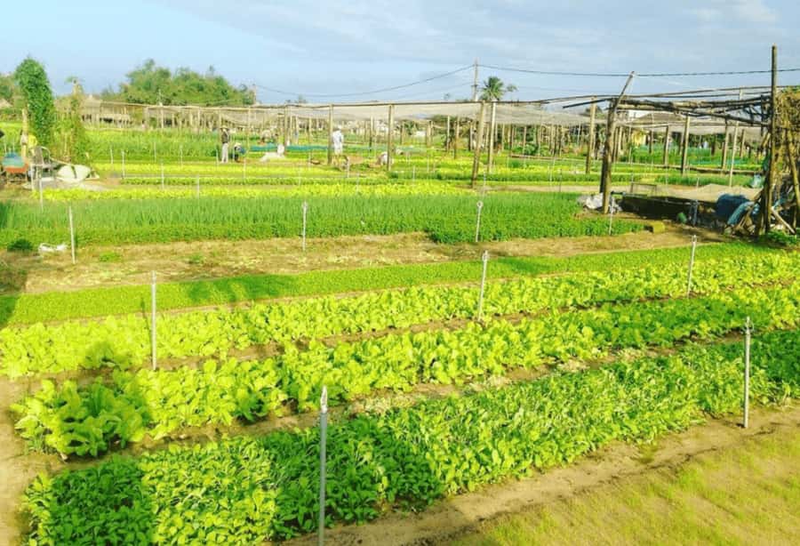 Experience Tra Que Cooking Class with Locals in Herb Village - Key points to know before booking