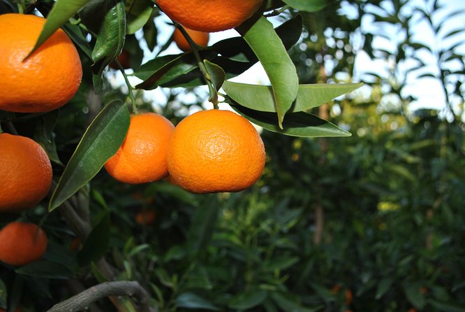 Family Mandarin Farming Tour with Traditional Cooking Lunch - Mandarin fields beside Butrint National Park