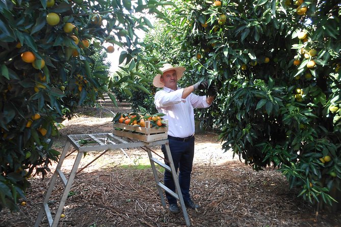 Family Mandarin Farming Tour with Traditional Cooking Lunch - Is $52.98 a fair price?