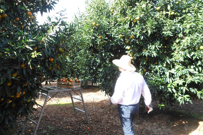 Family Mandarin Farming Tour with Traditional Cooking Lunch - Who will enjoy this most?