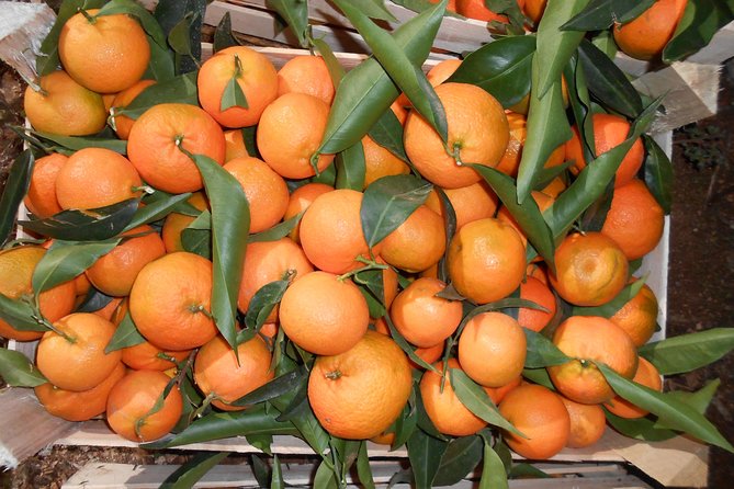 Family Mandarin Farming Tour with Traditional Cooking Lunch - A homemade lunch under the olive tree