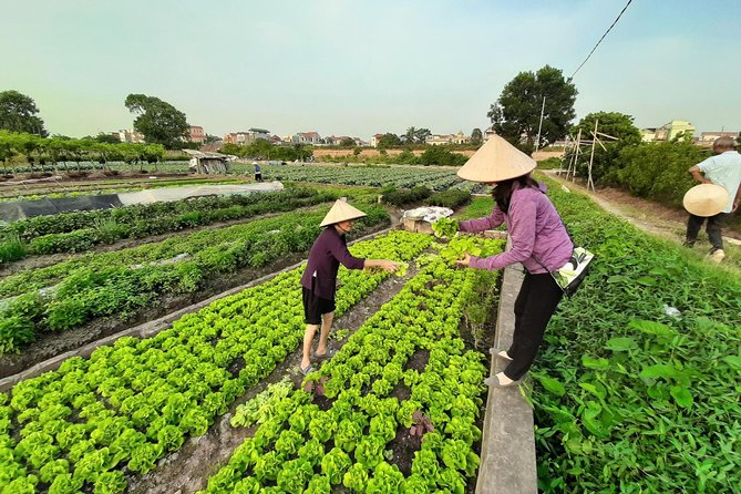Farm tour & Home cooking class with local family in Hanoi - Timing, meeting point, and transport