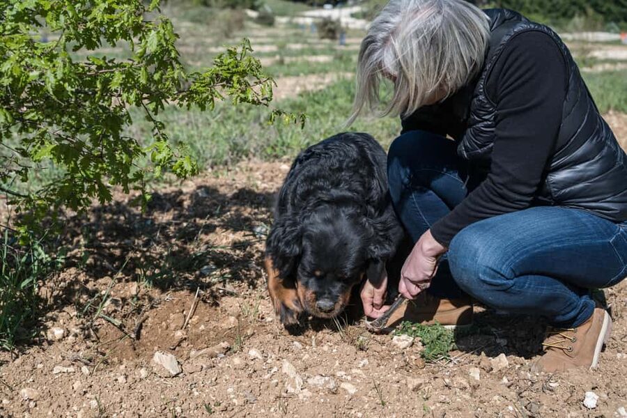 From location: Truffle farm visit, culinary workshop, meal - The guide makes the short format work