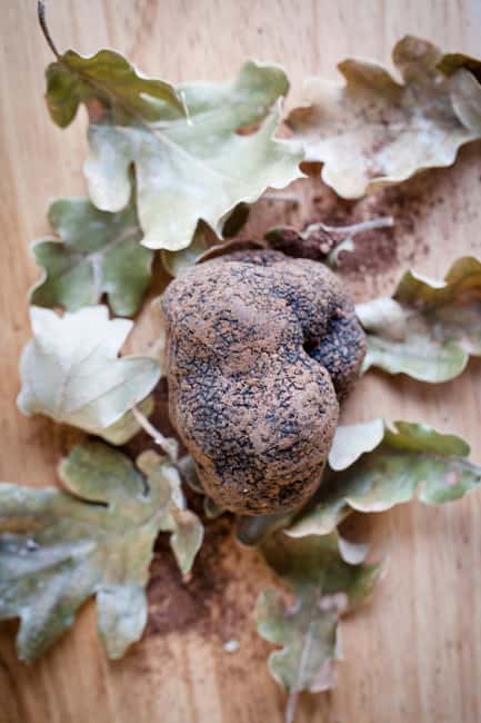 From location: Truffle farm visit, culinary workshop, meal - Planning the drive from Avignon, Nîmes, or Montpellier