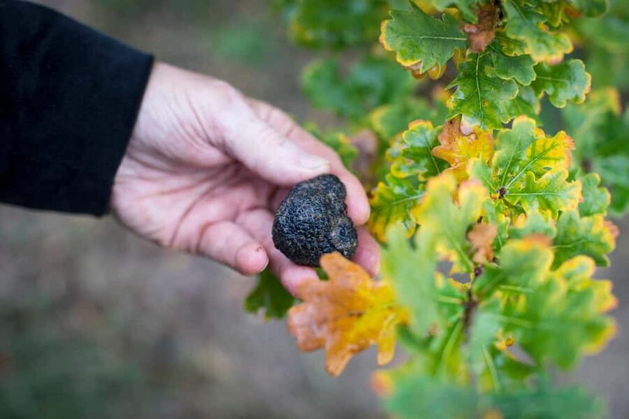 From location: Truffle farm visit, culinary workshop, meal - Booking, cancellations, and practical details