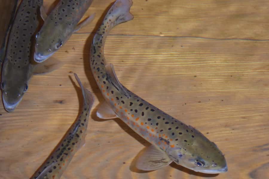 Fujieda: Suisha-mura Traditional Japanese Cooking Experience - Catching and grilling yamame trout