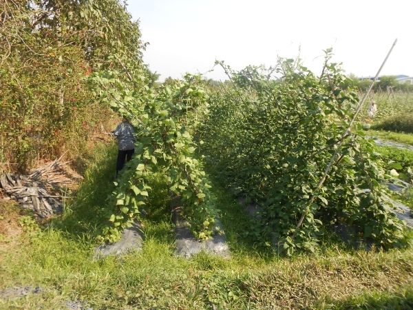 Full-Day Farming & Cooking class at Agricultural Village - Key points to know before you book