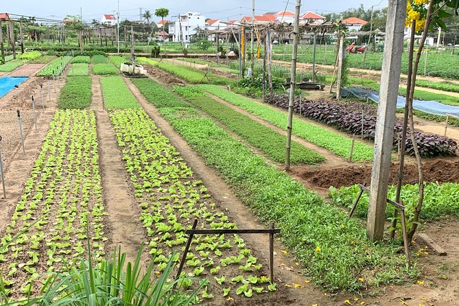Full Experience Tour: Cooking Class & Basket Boat at Eco-Village - Key points at a glance
