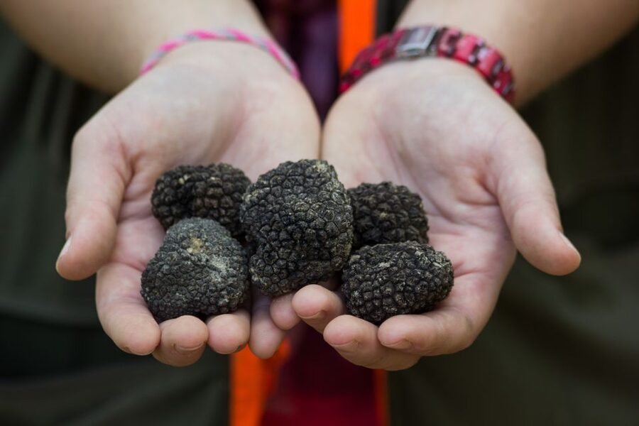 Gažon to Istria: Truffle Hunting, Cooking & Tasting - Key points at a glance