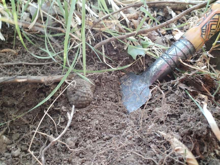 Gažon to Istria: Truffle Hunting, Cooking & Tasting - Should you book the Gažon truffle experience?