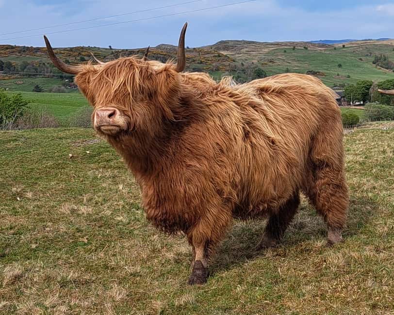 Glasgow: Highland Cow Trailer Tour with home baking - What makes this farm tour worth your time