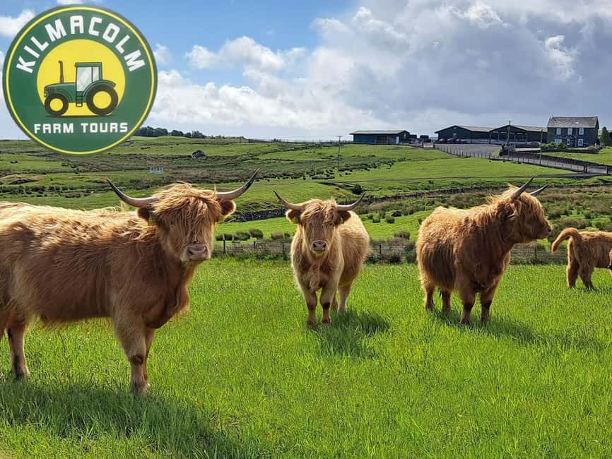 Glasgow: Highland Cow Trailer Tour with home baking - A working farm, not a staged animal show