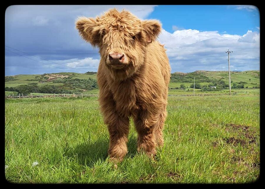Glasgow: Highland Cow Trailer Tour with home baking - Ninety minutes among cows, sheep, and farm machinery
