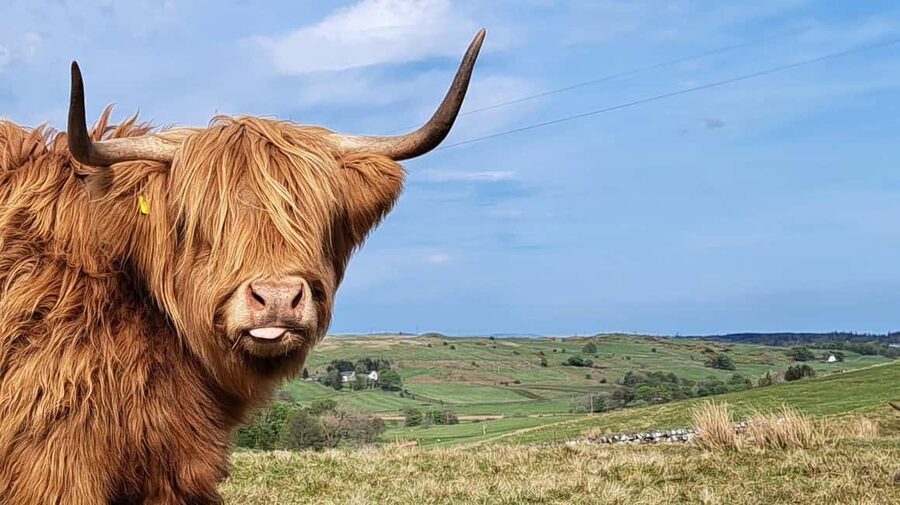 Glasgow: Highland Cow Trailer Tour with home baking - Starting at Kilmacolm Farm Tours