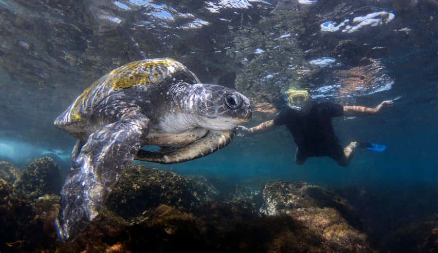 Gold Coast: Cook Island Marine Reserve Scuba Experience Dive - Key points to know before booking