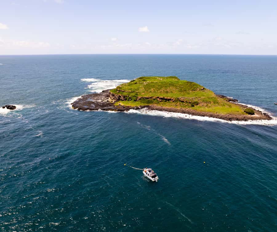 Gold Coast: Cook Island Marine Reserve Scuba Experience Dive - Marine life worth watching for